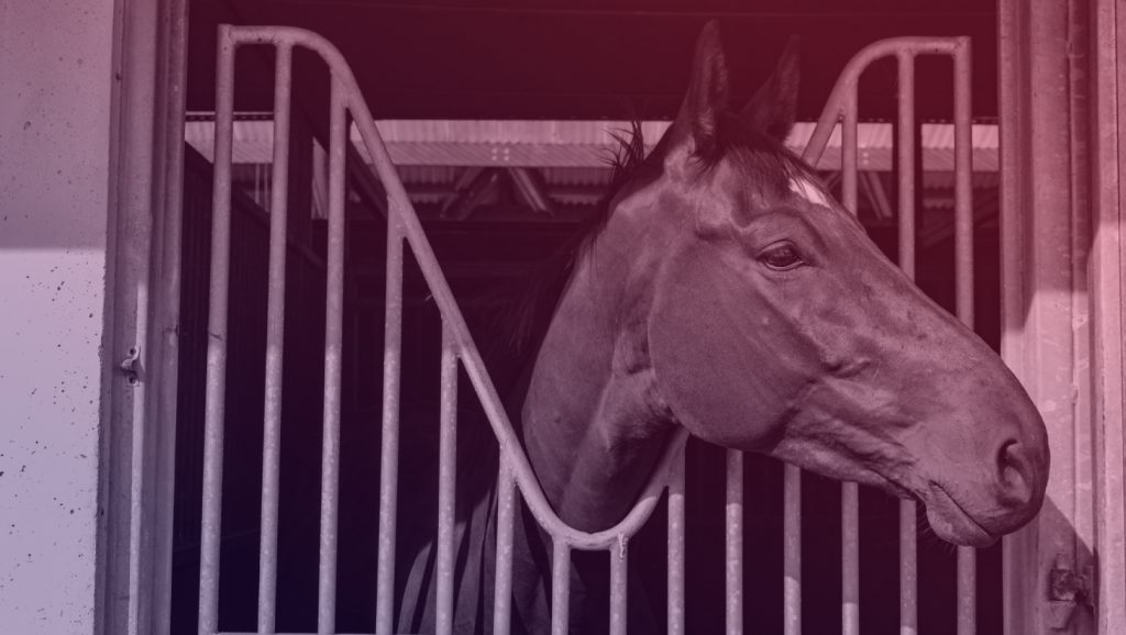 horse in stable
